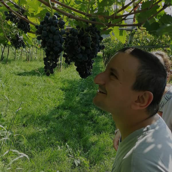 Alessandro osserva un grappolo d'uva appeso ad una vigna