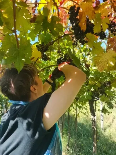 Elena raccoglie un grappolo di uva