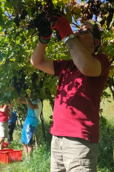 Un momento di vendemmia